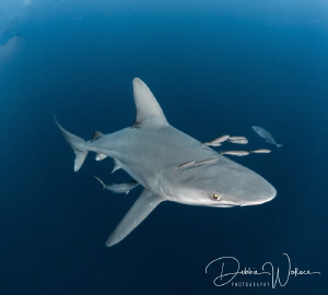 Usually sandbar sharks are extremely elusive as they are ... by Debbie Wallace 